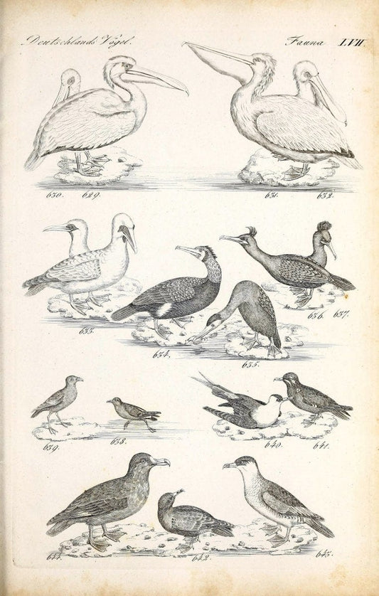Deutschlands Fauna, oder, Praktisch-gemeinnuÃŒË†tzige Naturgeschichte der Thiere des Inlan | Birds Germany Zoology  | Vintage Print Reproduction 468890