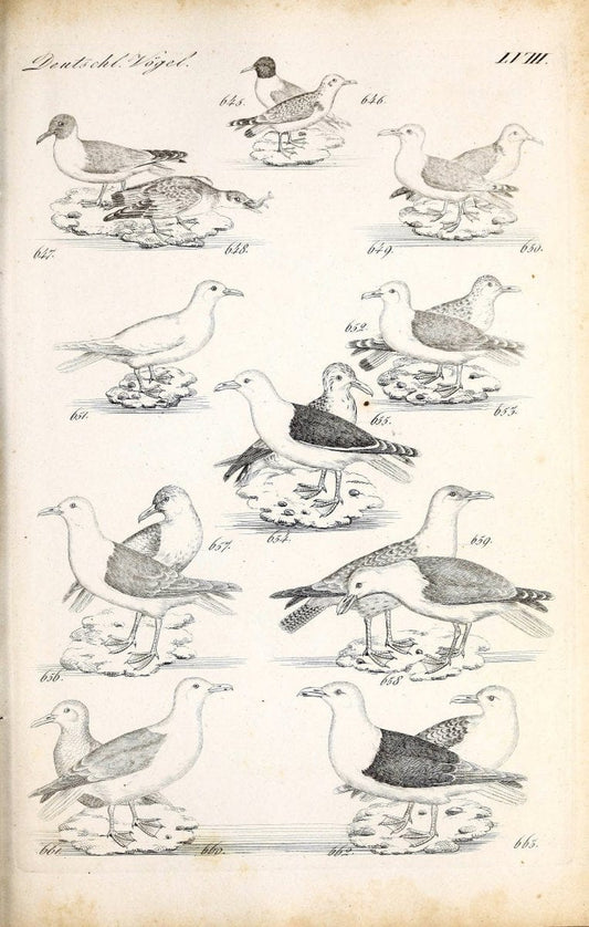 Deutschlands Fauna, oder, Praktisch-gemeinnuÃŒË†tzige Naturgeschichte der Thiere des Inlan | Birds Germany Zoology  | Vintage Print Reproduction 468891