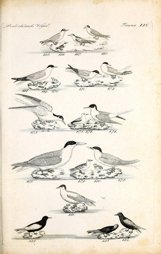 Deutschlands Fauna, oder, Praktisch-gemeinnuÃŒË†tzige Naturgeschichte der Thiere des Inlan | Birds Germany Zoology  | Vintage Print Reproduction 468892