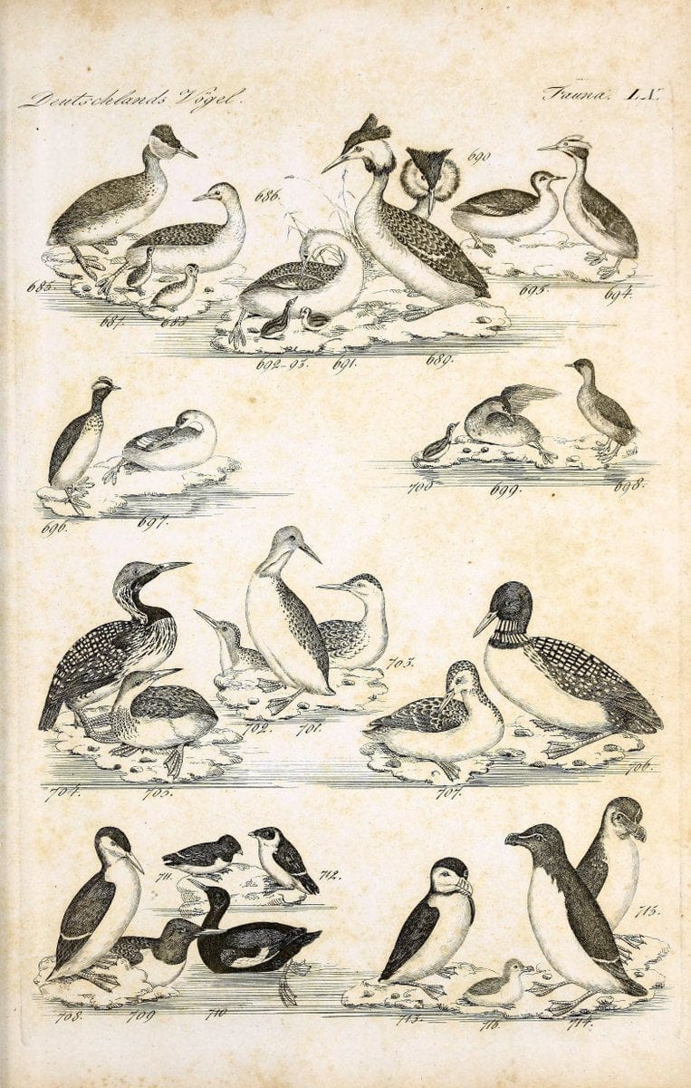 Deutschlands Fauna, oder, Praktisch-gemeinnuÃŒË†tzige Naturgeschichte der Thiere des Inlan | Birds Germany Zoology  | Vintage Print Reproduction 468893