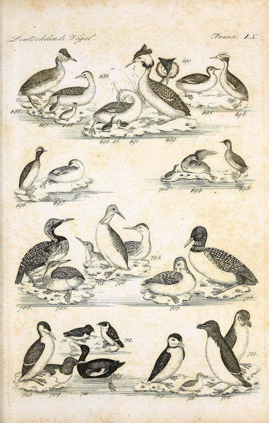 Deutschlands Fauna, oder, Praktisch-gemeinnuÃŒË†tzige Naturgeschichte der Thiere des Inlan | Birds Germany Zoology  | Vintage Print Reproduction 468893