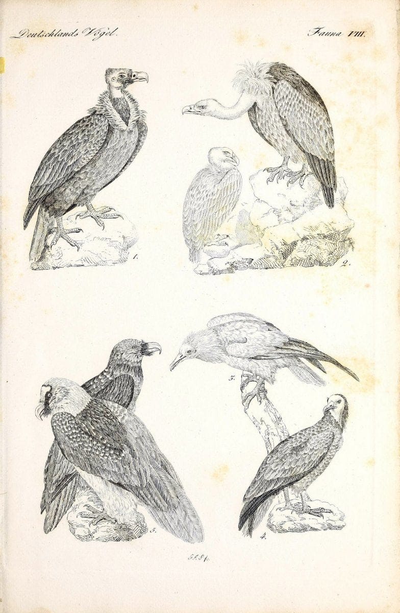 Deutschlands Fauna, oder, Praktisch-gemeinnuÃŒË†tzige Naturgeschichte der Thiere des Inlan | Birds Germany Zoology  | Vintage Print Reproduction 468894