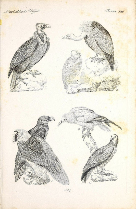 Deutschlands Fauna, oder, Praktisch-gemeinnuÃŒË†tzige Naturgeschichte der Thiere des Inlan | Birds Germany Zoology  | Vintage Print Reproduction 468894