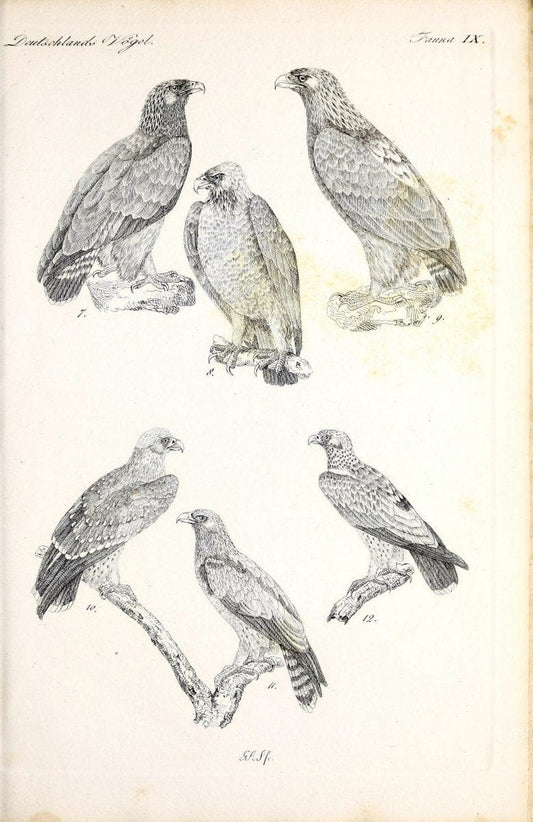 Deutschlands Fauna, oder, Praktisch-gemeinnuÃŒË†tzige Naturgeschichte der Thiere des Inlan | Birds Germany Zoology  | Vintage Print Reproduction 468895