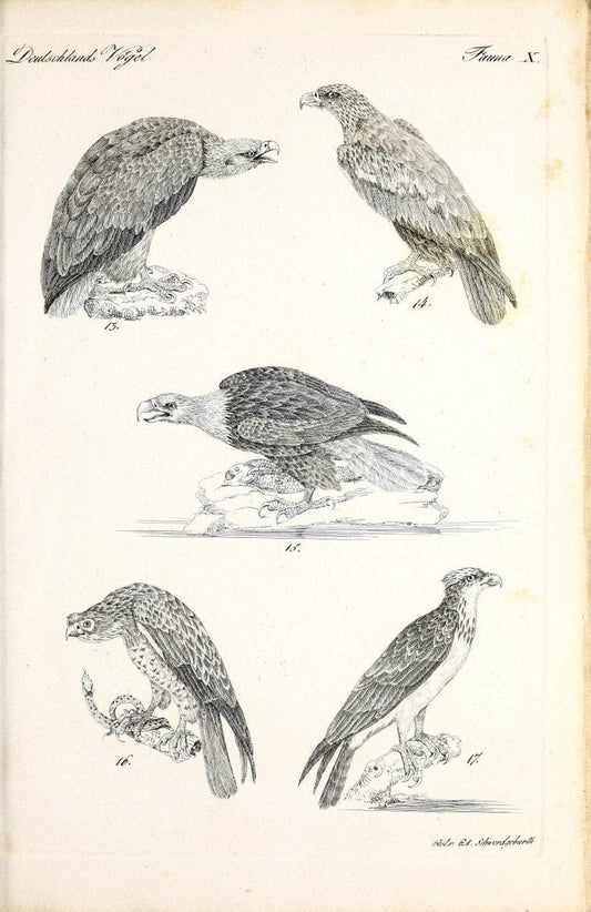 Deutschlands Fauna, oder, Praktisch-gemeinnuÃŒË†tzige Naturgeschichte der Thiere des Inlan | Birds Germany Zoology  | Vintage Print Reproduction 468896