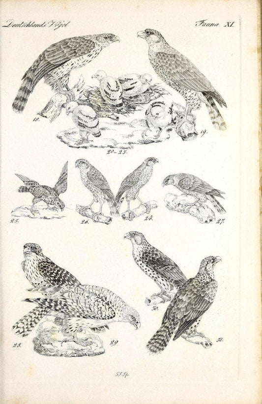 Deutschlands Fauna, oder, Praktisch-gemeinnuÃŒË†tzige Naturgeschichte der Thiere des Inlan | Birds Germany Zoology  | Vintage Print Reproduction 468897