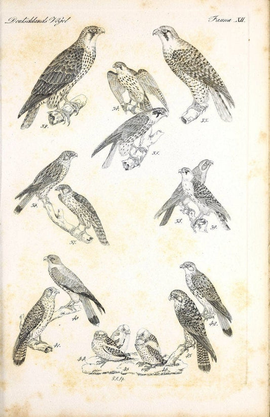 Deutschlands Fauna, oder, Praktisch-gemeinnuÃŒË†tzige Naturgeschichte der Thiere des Inlan | Birds Germany Zoology  | Vintage Print Reproduction 468898