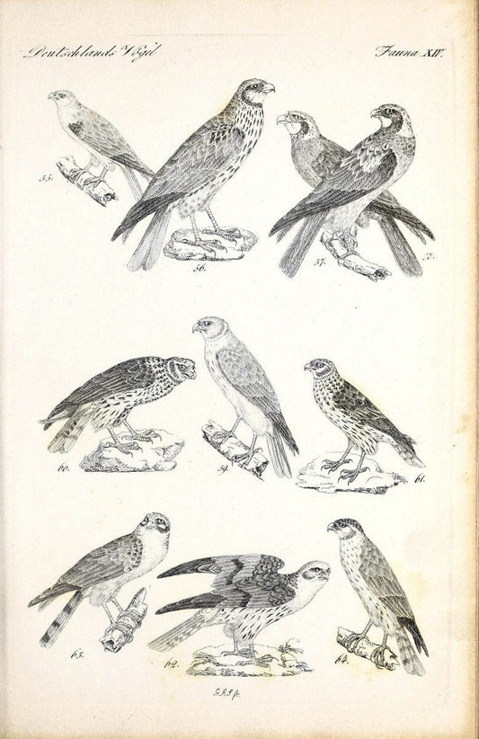 Deutschlands Fauna, oder, Praktisch-gemeinnuÃŒË†tzige Naturgeschichte der Thiere des Inlan | Birds Germany Zoology  | Vintage Print Reproduction 468900