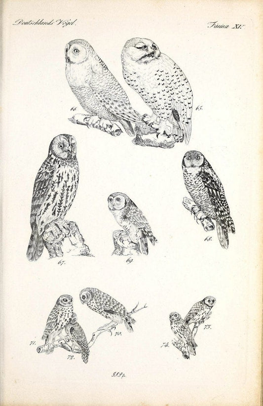 Deutschlands Fauna, oder, Praktisch-gemeinnuÃŒË†tzige Naturgeschichte der Thiere des Inlan | Birds Germany Zoology  | Vintage Print Reproduction 468901