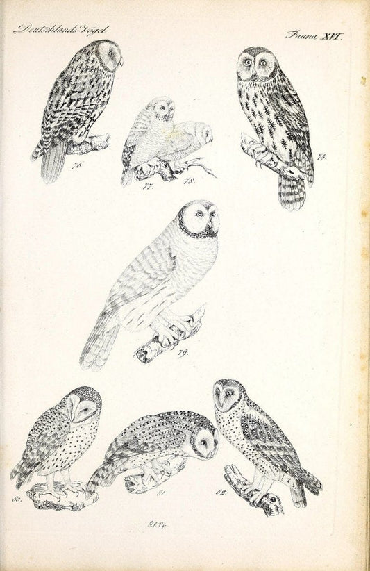Deutschlands Fauna, oder, Praktisch-gemeinnuÃŒË†tzige Naturgeschichte der Thiere des Inlan | Birds Germany Zoology  | Vintage Print Reproduction 468902