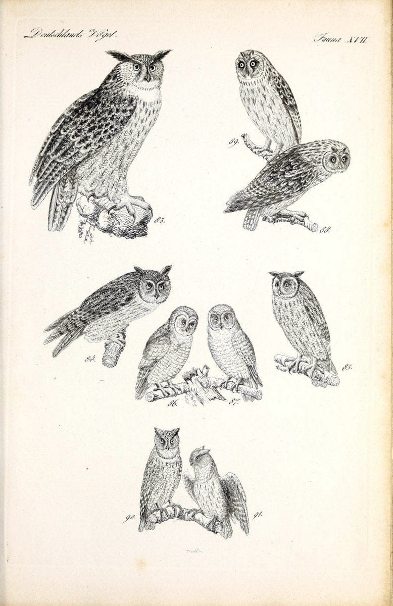 Deutschlands Fauna, oder, Praktisch-gemeinnuÃŒË†tzige Naturgeschichte der Thiere des Inlan | Birds Germany Zoology  | Vintage Print Reproduction 468903