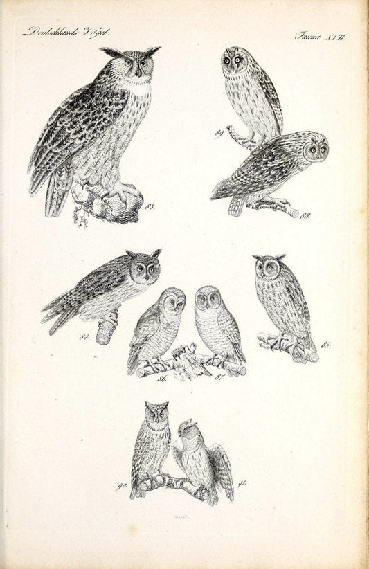 Deutschlands Fauna, oder, Praktisch-gemeinnuÃŒË†tzige Naturgeschichte der Thiere des Inlan | Birds Germany Zoology  | Vintage Print Reproduction 468903