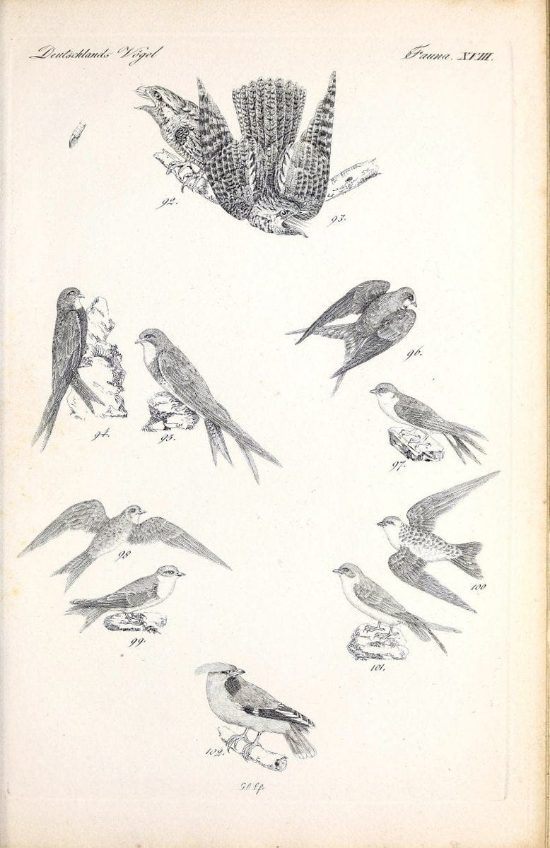 Deutschlands Fauna, oder, Praktisch-gemeinnuÃŒË†tzige Naturgeschichte der Thiere des Inlan | Birds Germany Zoology  | Vintage Print Reproduction 468904