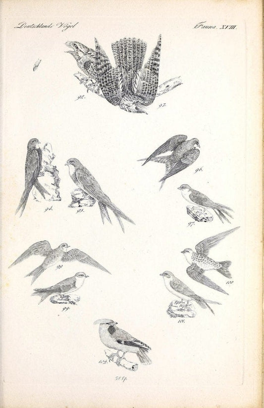 Deutschlands Fauna, oder, Praktisch-gemeinnuÃŒË†tzige Naturgeschichte der Thiere des Inlan | Birds Germany Zoology  | Vintage Print Reproduction 468904