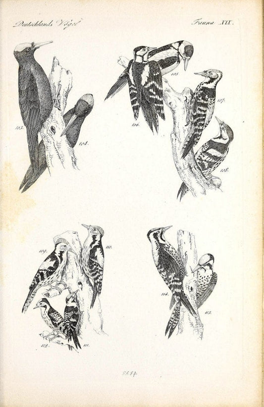 Deutschlands Fauna, oder, Praktisch-gemeinnuÃŒË†tzige Naturgeschichte der Thiere des Inlan | Birds Germany Zoology  | Vintage Print Reproduction 468905