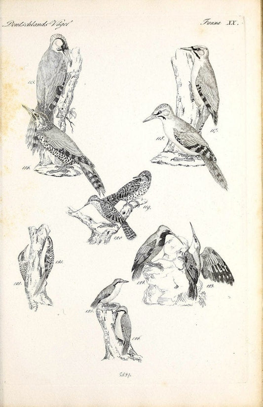 Deutschlands Fauna, oder, Praktisch-gemeinnuÃŒË†tzige Naturgeschichte der Thiere des Inlan | Birds Germany Zoology  | Vintage Print Reproduction 468906
