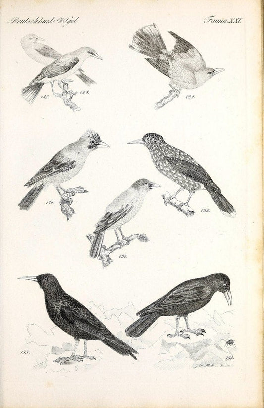 Deutschlands Fauna, oder, Praktisch-gemeinnuÃŒË†tzige Naturgeschichte der Thiere des Inlan | Birds Germany Zoology  | Vintage Print Reproduction 468907