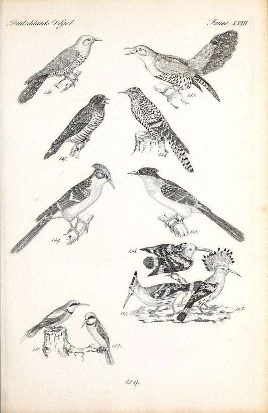 Deutschlands Fauna, oder, Praktisch-gemeinnuÃŒË†tzige Naturgeschichte der Thiere des Inlan | Birds Germany Zoology  | Vintage Print Reproduction 468909
