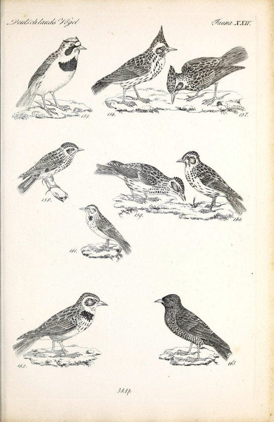 Deutschlands Fauna, oder, Praktisch-gemeinnuÃŒË†tzige Naturgeschichte der Thiere des Inlan | Birds Germany Zoology  | Vintage Print Reproduction 468910
