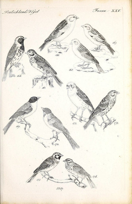 Deutschlands Fauna, oder, Praktisch-gemeinnuÃŒË†tzige Naturgeschichte der Thiere des Inlan | Birds Germany Zoology  | Vintage Print Reproduction 468911