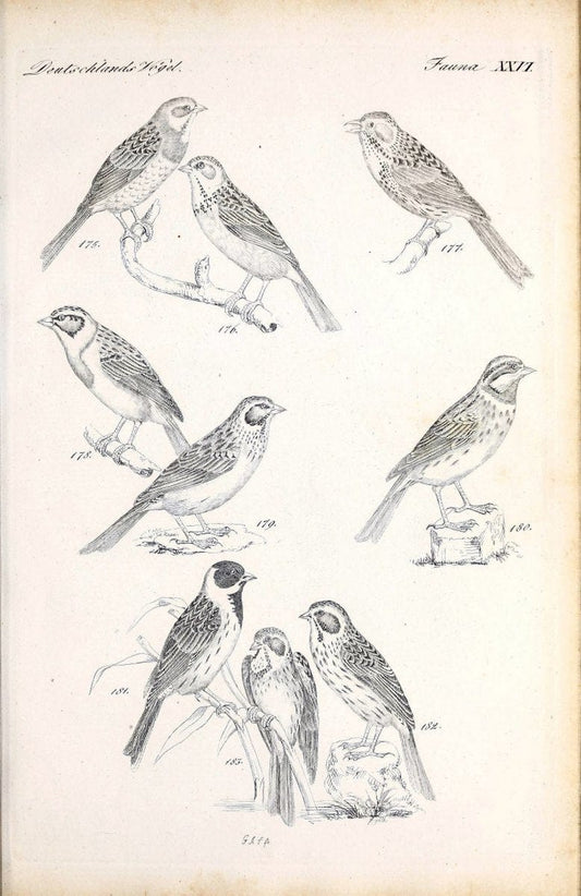Deutschlands Fauna, oder, Praktisch-gemeinnuÃŒË†tzige Naturgeschichte der Thiere des Inlan | Birds Germany Zoology  | Vintage Print Reproduction 468912