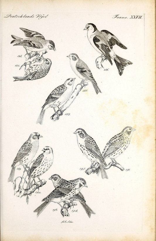 Deutschlands Fauna, oder, Praktisch-gemeinnuÃŒË†tzige Naturgeschichte der Thiere des Inlan | Birds Germany Zoology  | Vintage Print Reproduction 468913