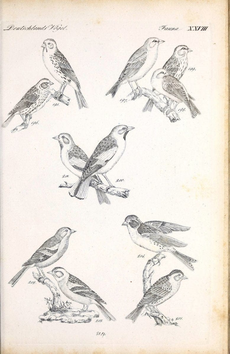 Deutschlands Fauna, oder, Praktisch-gemeinnuÃŒË†tzige Naturgeschichte der Thiere des Inlan | Birds Germany Zoology  | Vintage Print Reproduction 468914