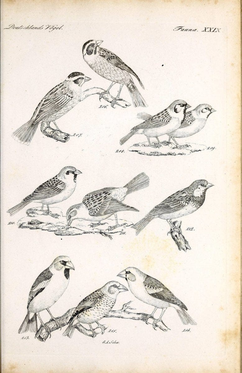 Deutschlands Fauna, oder, Praktisch-gemeinnuÃŒË†tzige Naturgeschichte der Thiere des Inlan | Birds Germany Zoology  | Vintage Print Reproduction 468915
