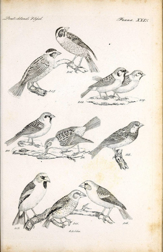 Deutschlands Fauna, oder, Praktisch-gemeinnuÃŒË†tzige Naturgeschichte der Thiere des Inlan | Birds Germany Zoology  | Vintage Print Reproduction 468915