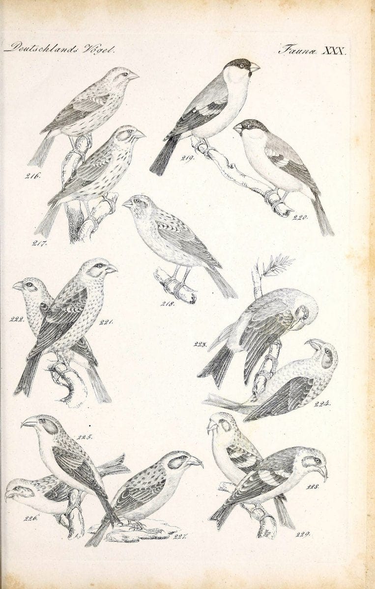 Deutschlands Fauna, oder, Praktisch-gemeinnuÃŒË†tzige Naturgeschichte der Thiere des Inlan | Birds Germany Zoology  | Vintage Print Reproduction 468916