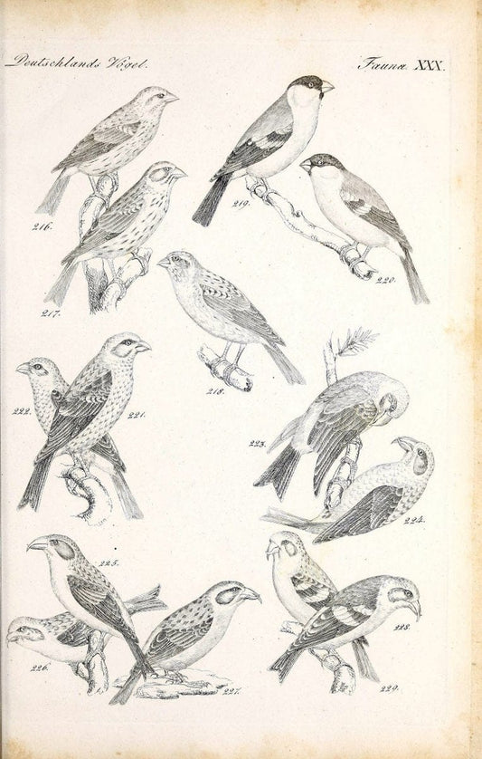 Deutschlands Fauna, oder, Praktisch-gemeinnuÃŒË†tzige Naturgeschichte der Thiere des Inlan | Birds Germany Zoology  | Vintage Print Reproduction 468916