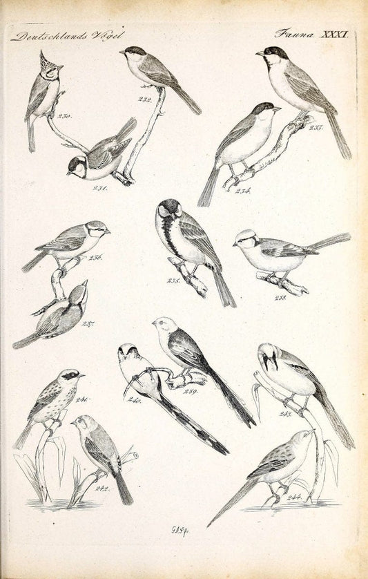 Deutschlands Fauna, oder, Praktisch-gemeinnuÃŒË†tzige Naturgeschichte der Thiere des Inlan | Birds Germany Zoology  | Vintage Print Reproduction 468917