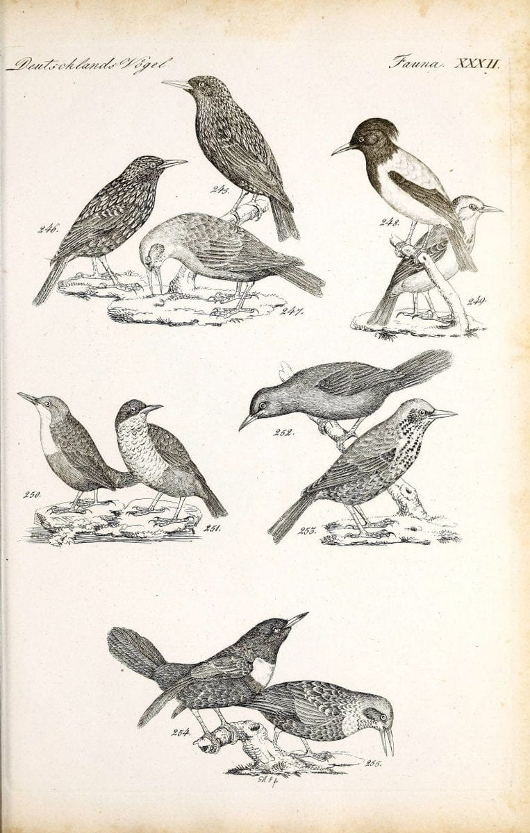 Deutschlands Fauna, oder, Praktisch-gemeinnuÃŒË†tzige Naturgeschichte der Thiere des Inlan | Birds Germany Zoology  | Vintage Print Reproduction 468918