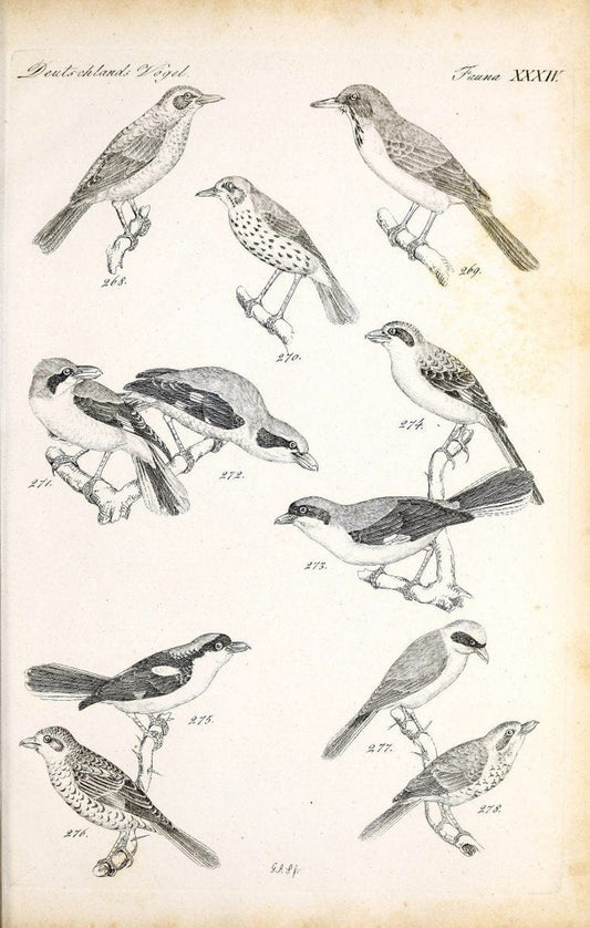 Deutschlands Fauna, oder, Praktisch-gemeinnuÃŒË†tzige Naturgeschichte der Thiere des Inlan | Birds Germany Zoology  | Vintage Print Reproduction 468920