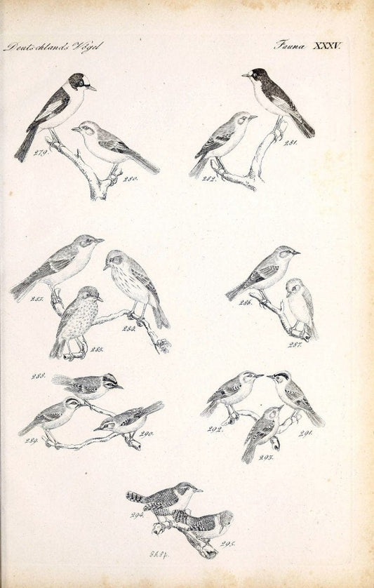 Deutschlands Fauna, oder, Praktisch-gemeinnuÃŒË†tzige Naturgeschichte der Thiere des Inlan | Birds Germany Zoology  | Vintage Print Reproduction 468921