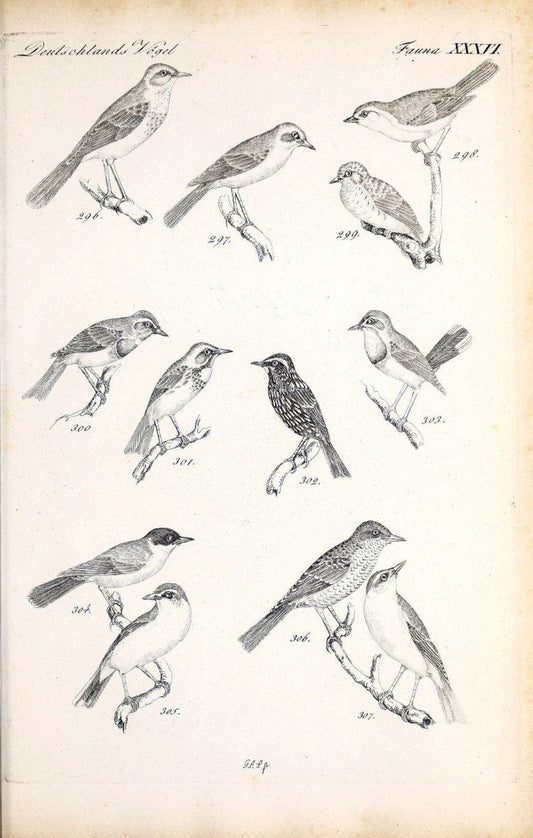 Deutschlands Fauna, oder, Praktisch-gemeinnuÃŒË†tzige Naturgeschichte der Thiere des Inlan | Birds Germany Zoology  | Vintage Print Reproduction 468922
