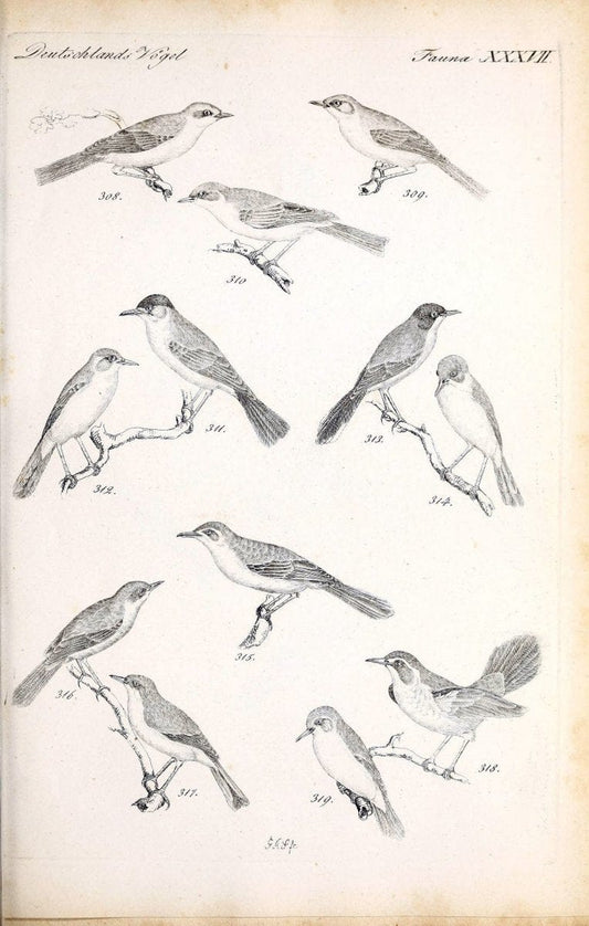 Deutschlands Fauna, oder, Praktisch-gemeinnuÃŒË†tzige Naturgeschichte der Thiere des Inlan | Birds Germany Zoology  | Vintage Print Reproduction 468923