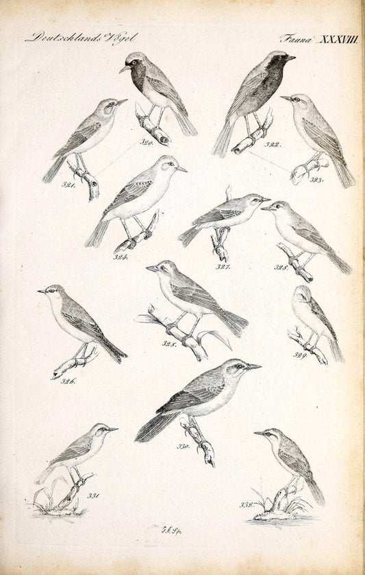 Deutschlands Fauna, oder, Praktisch-gemeinnuÃŒË†tzige Naturgeschichte der Thiere des Inlan | Birds Germany Zoology  | Vintage Print Reproduction 468924