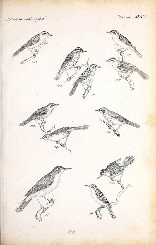 Deutschlands Fauna, oder, Praktisch-gemeinnuÃŒË†tzige Naturgeschichte der Thiere des Inlan | Birds Germany Zoology  | Vintage Print Reproduction 468925