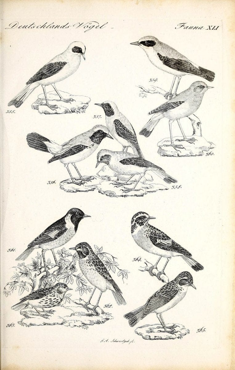 Deutschlands Fauna, oder, Praktisch-gemeinnuÃŒË†tzige Naturgeschichte der Thiere des Inlan | Birds Germany Zoology  | Vintage Print Reproduction 468927
