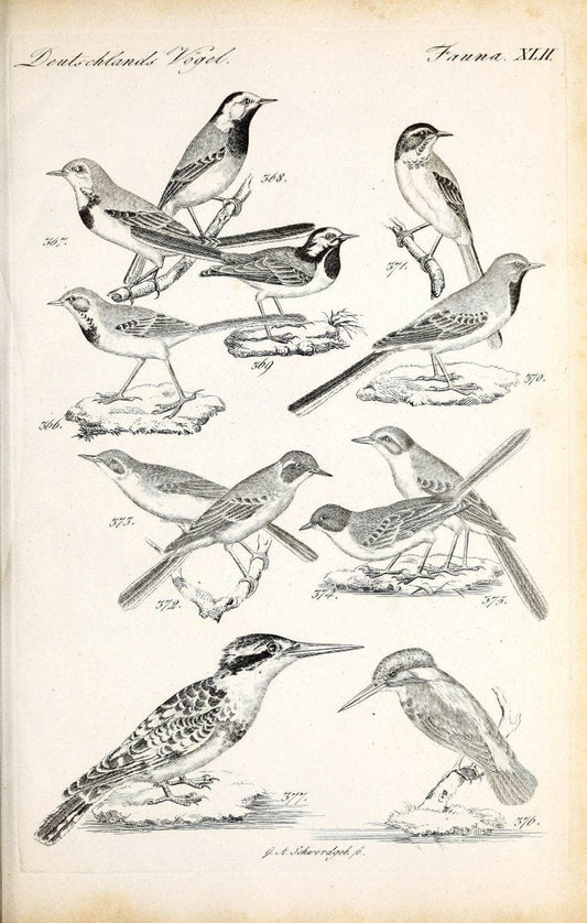 Deutschlands Fauna, oder, Praktisch-gemeinnuÃŒË†tzige Naturgeschichte der Thiere des Inlan | Birds Germany Zoology  | Vintage Print Reproduction 468928