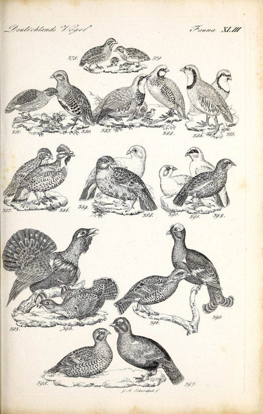 Deutschlands Fauna, oder, Praktisch-gemeinnuÃŒË†tzige Naturgeschichte der Thiere des Inlan | Birds Germany Zoology  | Vintage Print Reproduction 468929