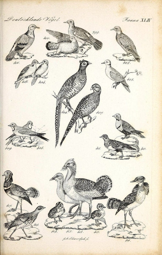 Deutschlands Fauna, oder, Praktisch-gemeinnuÃŒË†tzige Naturgeschichte der Thiere des Inlan | Birds Germany Zoology  | Vintage Print Reproduction 468930