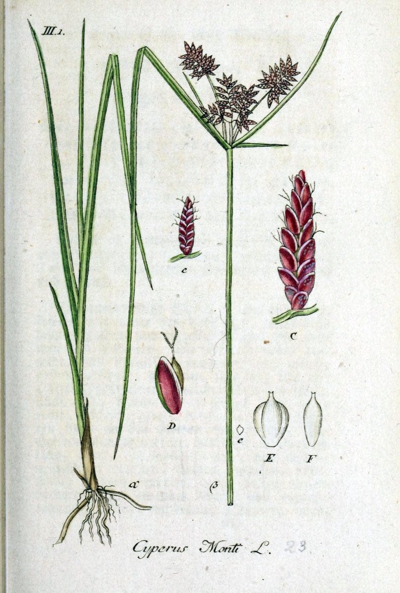 Deutschlands flora in abbildungen nach der natur /.Nurnberg :Gedruckt auf kosten des verfassers,1798-[1862]. | Botany Germany | Vintage Print Reproduction 468931