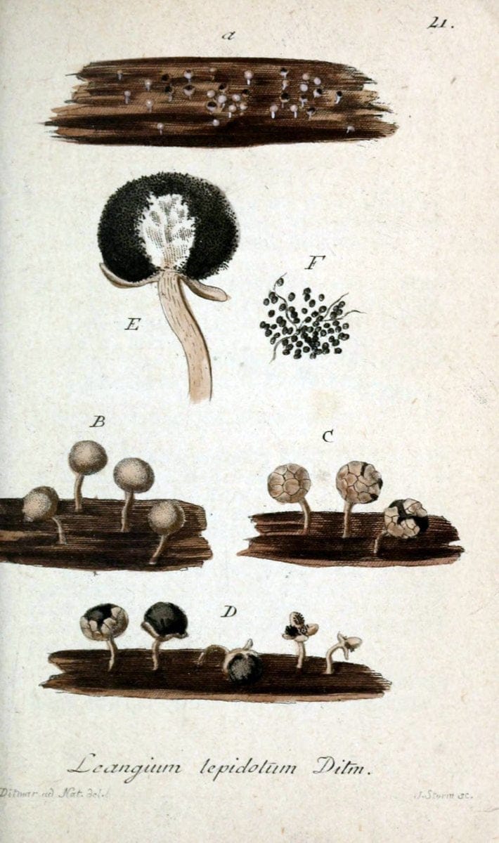 Deutschlands Flora in Abbildungen nach der Natur :.NÃ¼rnberg,1817-. | Botany Germany "Pictorial works" "University of Illinois Urbana Champaign" | Vintage Print Reproduction 468932