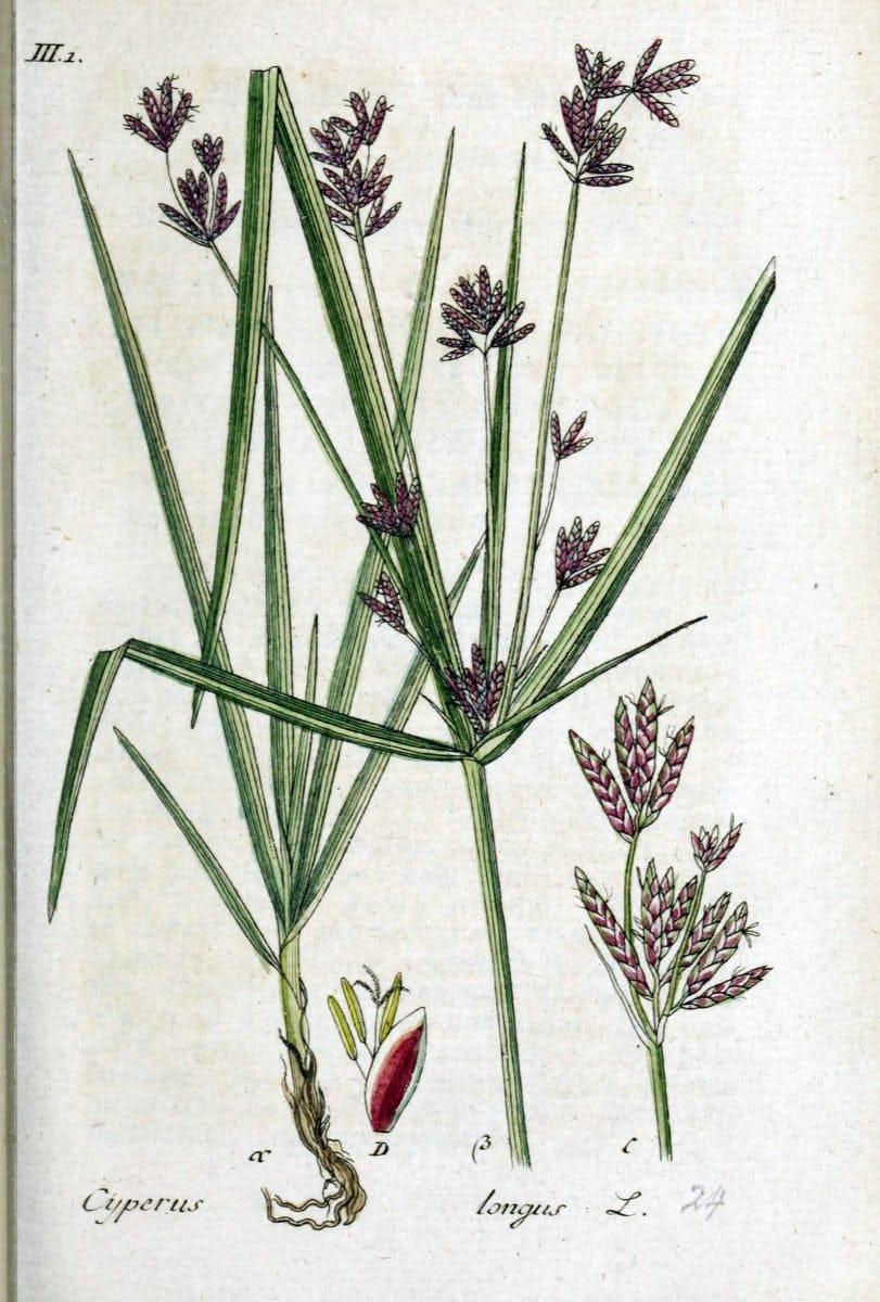 Deutschlands flora in abbildungen nach der natur /.Nurnberg :Gedruckt auf kosten des verfassers,1798-[1862]. | Botany Germany | Vintage Print Reproduction 468933