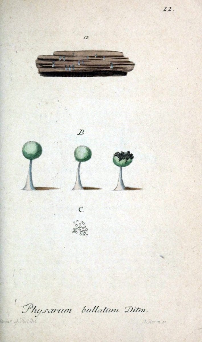 Deutschlands Flora in Abbildungen nach der Natur :.NÃ¼rnberg,1817-. | Botany Germany "Pictorial works" "University of Illinois Urbana Champaign" | Vintage Print Reproduction 468934