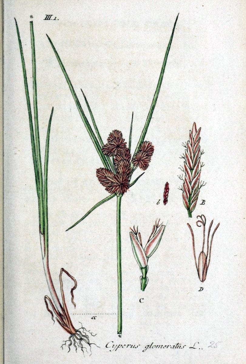 Deutschlands flora in abbildungen nach der natur /.Nurnberg :Gedruckt auf kosten des verfassers,1798-[1862]. | Botany Germany | Vintage Print Reproduction 468935