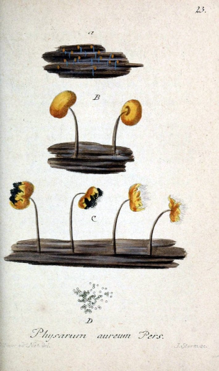 Deutschlands Flora in Abbildungen nach der Natur :.NÃ¼rnberg,1817-. | Botany Germany "Pictorial works" "University of Illinois Urbana Champaign" | Vintage Print Reproduction 468936