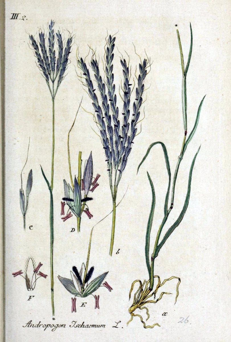 Deutschlands flora in abbildungen nach der natur /.Nurnberg :Gedruckt auf kosten des verfassers,1798-[1862]. | Botany Germany | Vintage Print Reproduction 468937